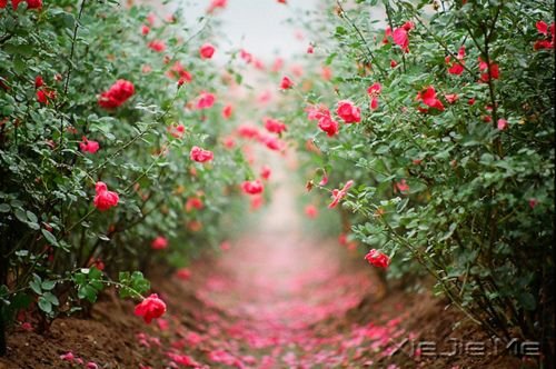 Ӣ���������ȴ���û�бȵ��¸��õ�ʱ�� (11)
