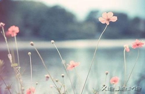 好看的花朵图片 (2)